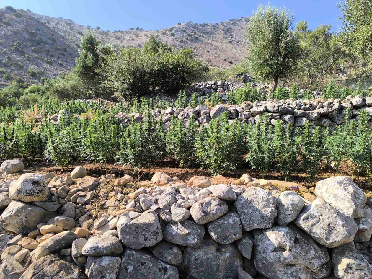 https://cdn.np-media.gr/media/news/2025/08/31/121288/photos/snapshot/31.8.2025-lakonia-fyteia-sillipseis.jpg