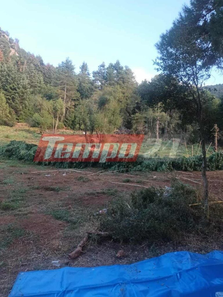 “Εγκλωβισμένοι” αστυνομικοί σε μεγάλη φυτεία κάνναβης στην ορεινή Κορινθία - Δείτε που μένουν (ΦΩΤΟ)